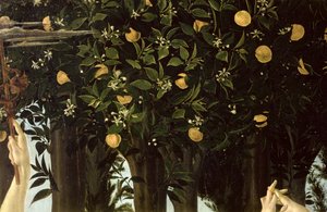 Primavera, yksityiskohta appelsiinipuusta, n.1478 tempera paneelille. tekijältä Sandro Botticelli