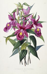 Sobralia Macrantha, n. 1837-1843
