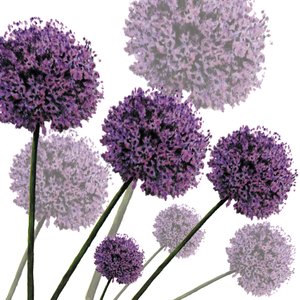 Allium Fernandez, 2004 (digitaalinen) tekijältä Sarah Hough