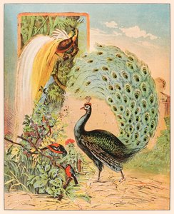 Riikinkukko muiden eksoottisten lintujen joukossa Barnum & Bailey Circusin lintuhuoneessa P.T. Barnum
