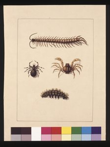 Sivu 11. New South Walesin hyönteiset. Tunnetaan nykyään nimellä Common tuhatjalkainen, Hämähäkkisuku Isopeda, Soldier Crab, Caterpillar, n. 1789-90 (akvarelli)
