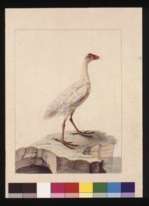 Sivu 16. Valkoinen Fulica. Tunnetaan nykyään nimellä White Gallinule (sukupuuttoon kuollut), n. 1789-90 (akvarelli)