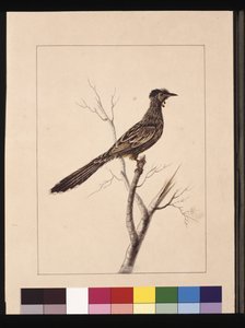 Sivu 17. Wattled Bee Eater. Tunnetaan nykyään nimellä Red Wattle, lintu, n. 1789-1790 (akvarelli) tekijältä Sarah Stone