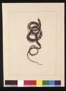 Sivu 20. Käärme nro 1. Tunnetaan nykyään nimellä ruskea käärme, n. 1789-1790 (akvarelli)