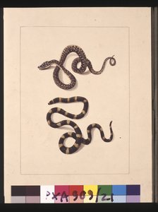 Sivu 21. Käärmeet nro 1 ja nro 2. Tunnetaan nykyään nimellä Young Diamond Snake & Bandy Bandy, n. 1789-1790 (akvarelli)
