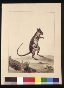 Sivu 27. Poto Roo tai Kangaroo Rat. Nyt tunnetaan nimellä Rufous Rat, kenguru, n. 1789-90 (akvarelli)