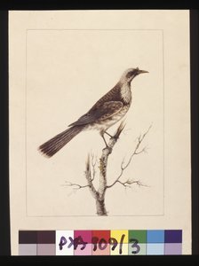 Sivu 3. Nuppi, Fronted Bee Eater: Signed l.c. Sarah Smith. Tunnetaan nykyään fraarilintuina, n. 1789-1790 (akvarelli) tekijältä Sarah Stone