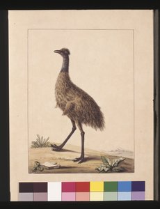 Sivu 7. New Holland Cassowary. Nyt tunnetaan nimellä Emu, n. 1789-1790 (akvarelli)
