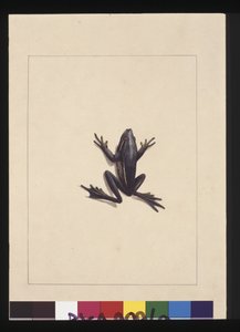 Sivu 9. Sininen sammakko. Tunnetaan nykyään vihreänä puusammakona, n. 1789-1790 (akvarelli)