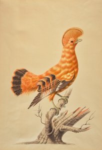 Rupicola Rupicola tekijältä Sarah Stone