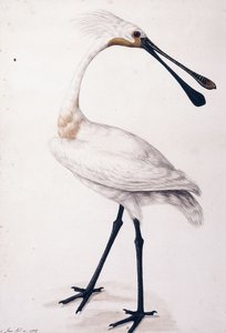 Lusikkanokka, 1777