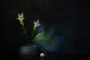  tekijältä Saskia Dingemans