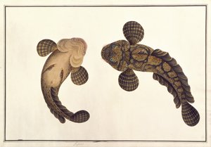 Lepoo, teoksesta "Drawings of Animals, Insects and Reptiles from Malacca", n. 1805-1818 (guassi ja akvarelli paperille) tekijältä School Chinese