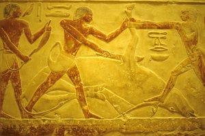 Muinainen Egypti, Seinien kaiverrus/maalaus, Mastaba/Idoutin hauta, Saqqara, 2323-2150 eKr., Härkä teurastettu uhrausta varten (kuva) tekijältä School Egyptian