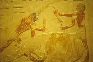 Muinainen Egypti, Seinien kaiverrus/maalaus, Mastaba/Idoutin hauta, Saqqara, 2323-2150 eKr., Härkä teurastettu uhrausta varten (kuva) tekijältä School Egyptian