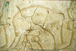 Muinainen Egypti, seinäkaiverrukset/maalaukset, Petosiriksen hauta, Tuna Gabel, Tuna el Gebel, 300 eKr., Vasikka yrittää imettää (kuva) tekijältä School Egyptian