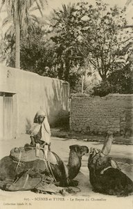 Le Repos du Chamelier, c.1890-1914 (b/w photo) tekijältä School French
