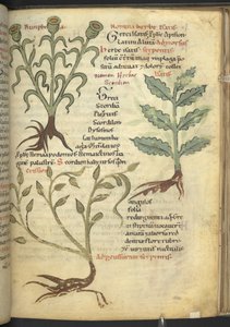 Harley 4986 f.23 Nymphia; Isatis; Crision, nimikkeestä "De medicaminibus herbarum liber (A herbal)" Pseudo-Apuleius Platonicus, tekijältä School German