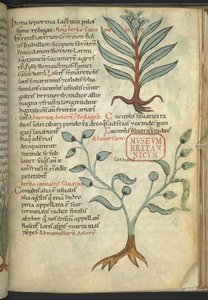 aHarley 4986, f.39 Kurkku; Kannabis, "The Book of Herbal Medicines" (Yrtti) (muste ja väri kankaalle) tekijältä School German