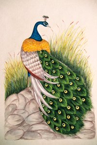 Miniatyyri maalaus silkki Peacock tekijältä School Indian