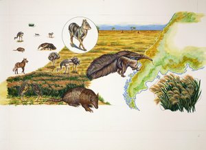 Argentiina, Pampat (väri litho) tekijältä School Italian