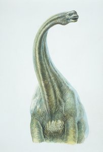 Brontosaurus, Jurassic (väri litho) tekijältä School Italian
