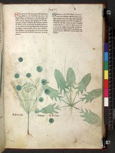 Egerton 747 Tractatus de herbis (Herbal) n. 1280-1310 (muste ja väri tarranauhalla) tekijältä School Italian