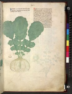 Egerton 747 Tractatus de herbis (Herbal) n. 1280-1310 (muste ja väri tarranauhalla) tekijältä School Italian