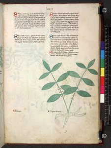 Egerton 747 Tractatus de herbis (Herbal) n. 1280-1310 (muste ja väri tarranauhalla) tekijältä School Italian