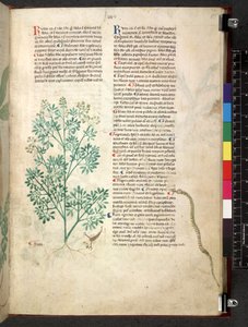 Egerton 747 Tractatus de herbis (Herbal) n. 1280-1310 (muste ja väri tarranauhalla) tekijältä School Italian