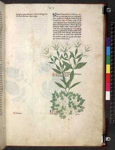 Egerton 747 Tractatus de herbis (Herbal) c.1280-1310 (tinta i color sobre vitela) finlandès tekijältä School Italian