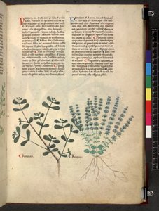 Egerton 747 Tractatus de herbis (Herbal) n. 1280-1310 (muste ja väri tarranauhalla) tekijältä School Italian