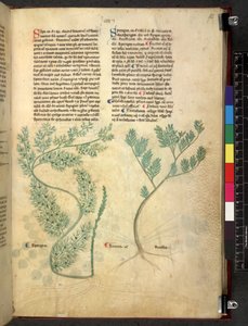 Egerton 747 Tractatus de herbis (Herbal) n. 1280-1310 (muste ja väri tarranauhalla) tekijältä School Italian
