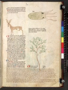 Egerton 747 Tractatus de herbis (Herbal) n. 1280-1310 (muste ja väri tarranauhalla) tekijältä School Italian