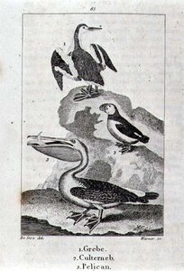 Grebe, Culterneb at Pelican mula sa A History of the Earth and Animated Nature, London 1816 (copper plate engraving)finn tekijältä School Spanish