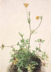 Saksa: Voikukka, puna-apila ja lanttu Voikukat, puna-apila ja lanttu. tekijältä School of Albrecht Dürer