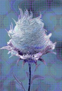 Wood Avens4, 2019 tekijältä Scott J. Davis