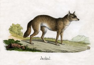 Saakaalin antiikkiprintti tekijältä Scottish School
