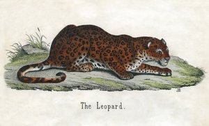 Afrikkalaisen leopardin antiikkikuvio tekijältä Scottish School