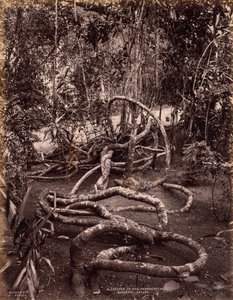 Creeper Peradeniya Gardensissa, Ceylonissa