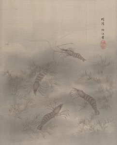 Shrimp AB, Ca. 1890-92.