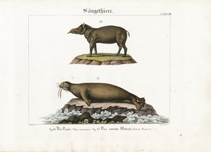 Tapir ja arktinen mursu tekijältä Senior Meyer