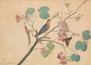 Oranssipäinen maarastas ja kuolonpääkoi purppuraisella eebenpuulla..., päivätty 1778. tekijältä Shaikh Zain al Din