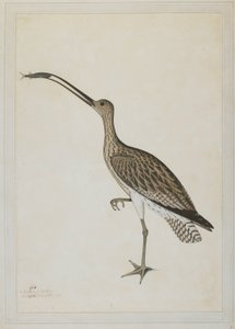 Itäkihara nielee mutaskipperiä tekijältä Shaikh Zain ud Din (fl.1777 83)