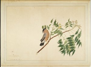 Brahminy Starling Neem Tree Branchissa, folio Lady Impeyn tilaamasta sarjasta, 1780