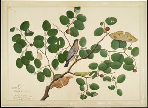 Brahminy Starling kahdella antheraea-koilla, toukalla ja kotelolla Intian juujubepuussa, folio sarjasta, jonka tilaaja Lady Impey, 1777