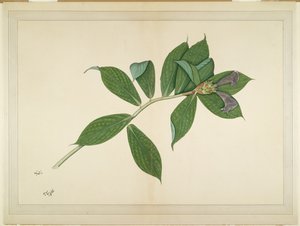 Crepe Ginger Plant, folio sarjasta, jonka tilaaja Lady Impey, n. 1780