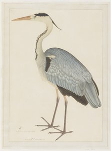 Gray Heron, folio sarjasta, jonka tilaaja Lady Impey, n. 1780-82