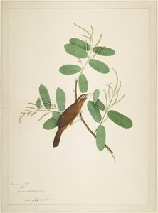 Hwamei Terminalia Branchissa, folio sarjasta, jonka tilaaja Lady Impey, 1780