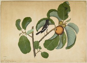 Oriental Harakka Robin Katydidin ja Leaf Hopperin kanssa Monkey Jack Branchissa, folio Lady Impeyn tilaamasta sarjasta, 1778
